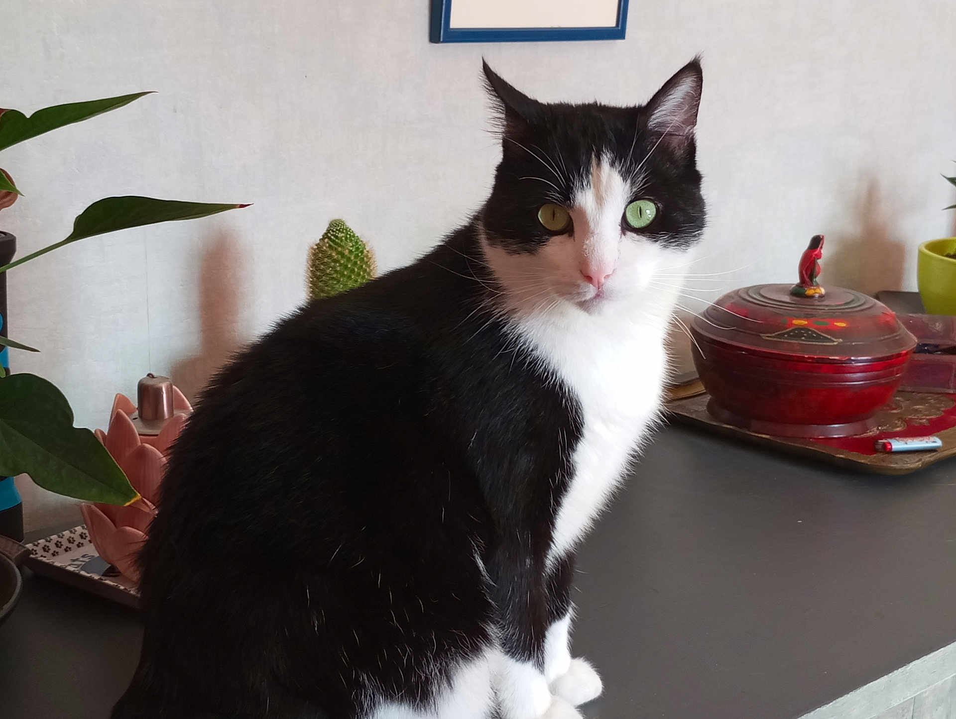 Papy participe au concours pour gagner de l'argent avec cette photo : cat, black_and_white, heterochromia, indoor, plant, decorative_object, table, fur, pet, animal, whiskers, face, eyes, sitting, domestic, cute, houseplant, background, closeup, feline