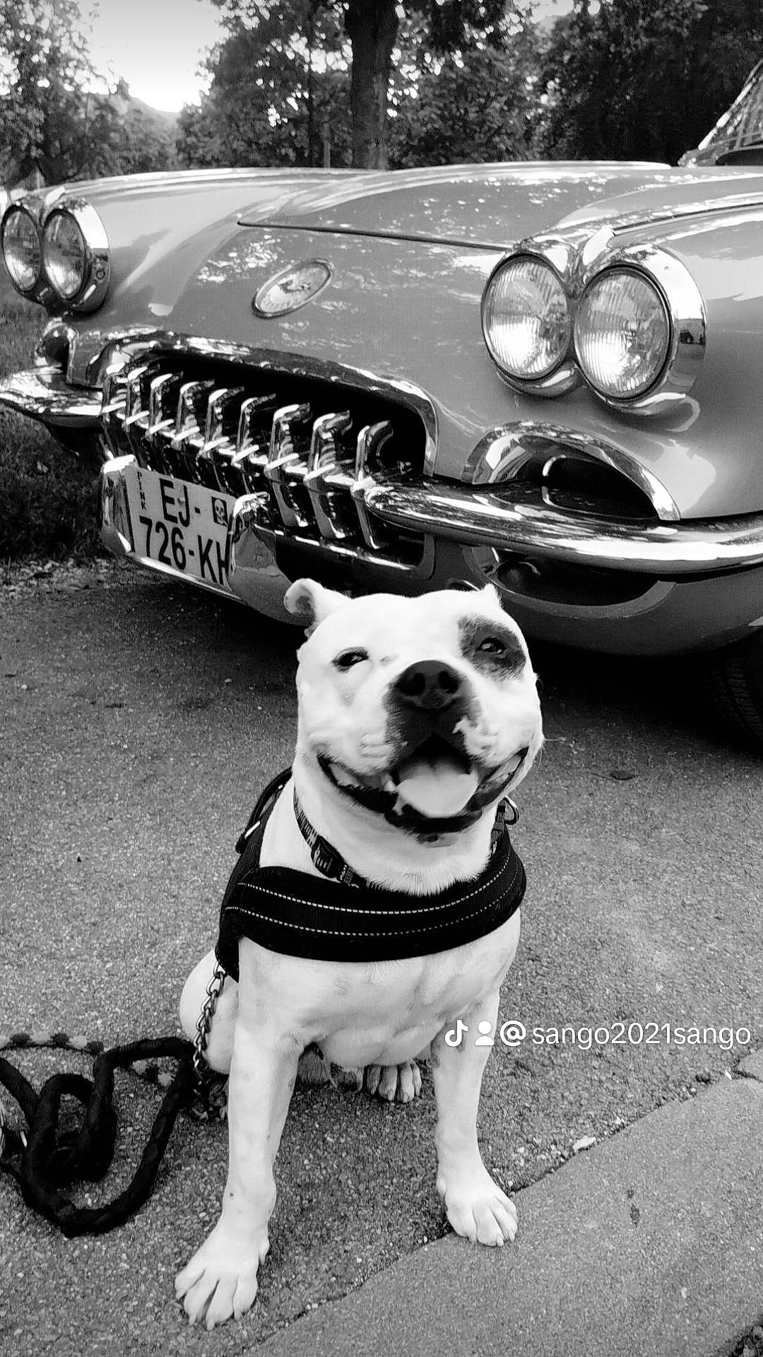 Sango participe au concours pour gagner de l'argent avec cette photo : automotive_design, automotive_exterior, automotive_lighting, automotive_tire, black, black_and_white, car, carnivore, collar, dog, dog_breed, fawn, grille, headlamp, hood, motor_vehicle, photograph, style, vehicle, white