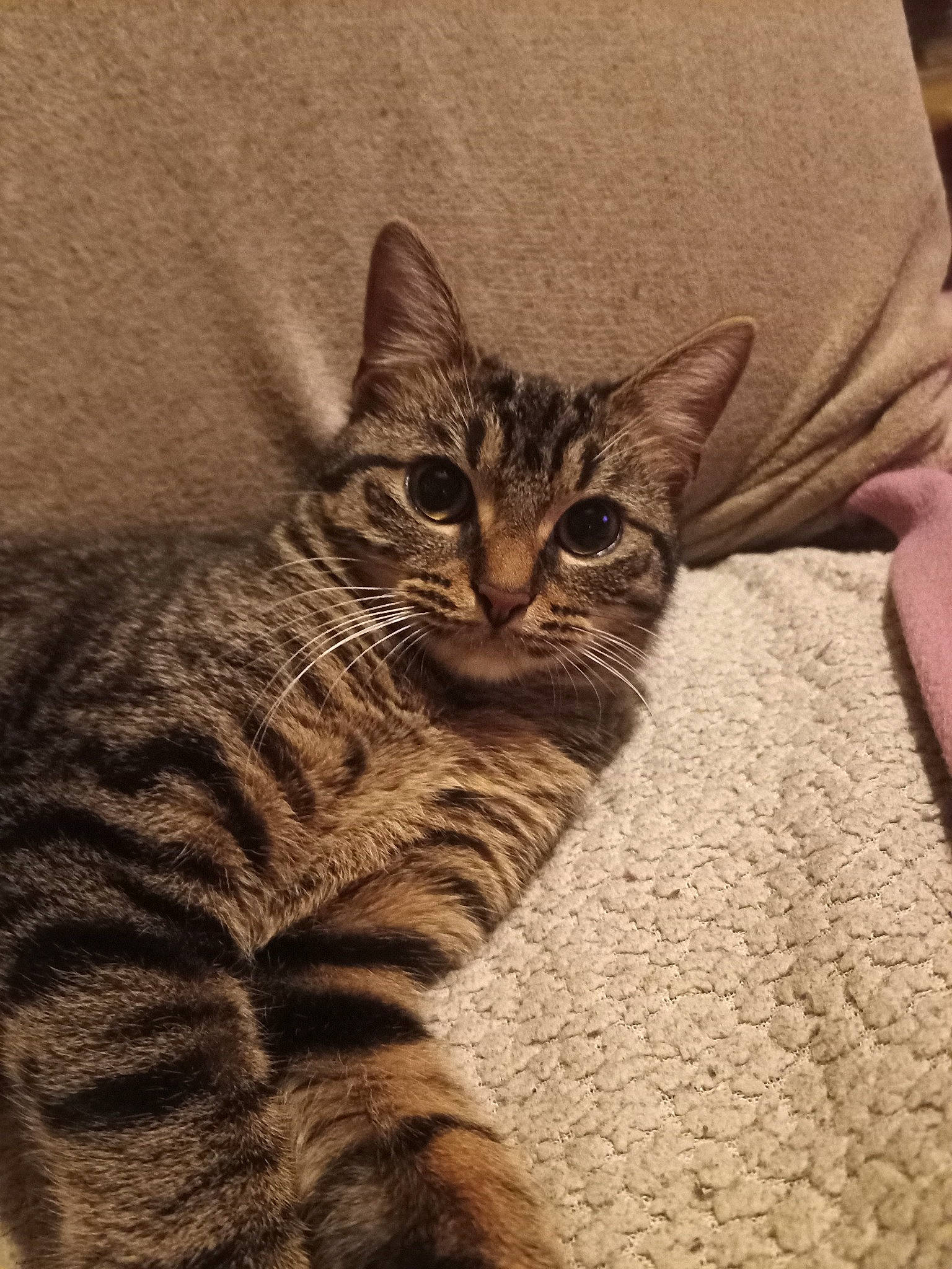 Cacahuète a rejoint le concours — aidez-le/la à gagner de superbes lots ! carnivore, cat, comfort, domestic_short_haired_cat, eye, fawn, felidae, fur, grey, mammal, paw, small_to_medium_sized_cats, snout, tail, terrestrial_animal, vertebrate, whiskers, wildlife, window, wood