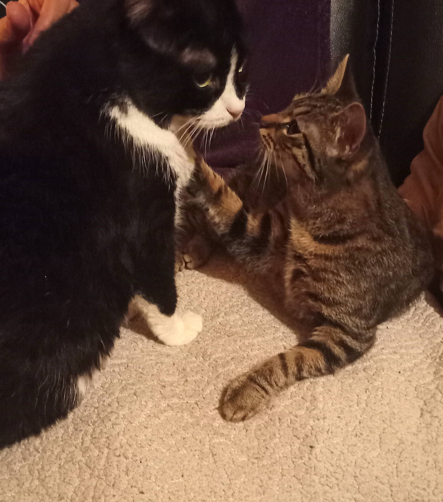 Cacahuète a rejoint le concours — aidez-le/la à gagner de superbes lots ! black_cat, carnivore, cat, claw, comfort, domestic_short_haired_cat, felidae, fur, paw, photo_caption, sand, sitting, small_to_medium_sized_cats, snout, tail, terrestrial_animal, whiskers