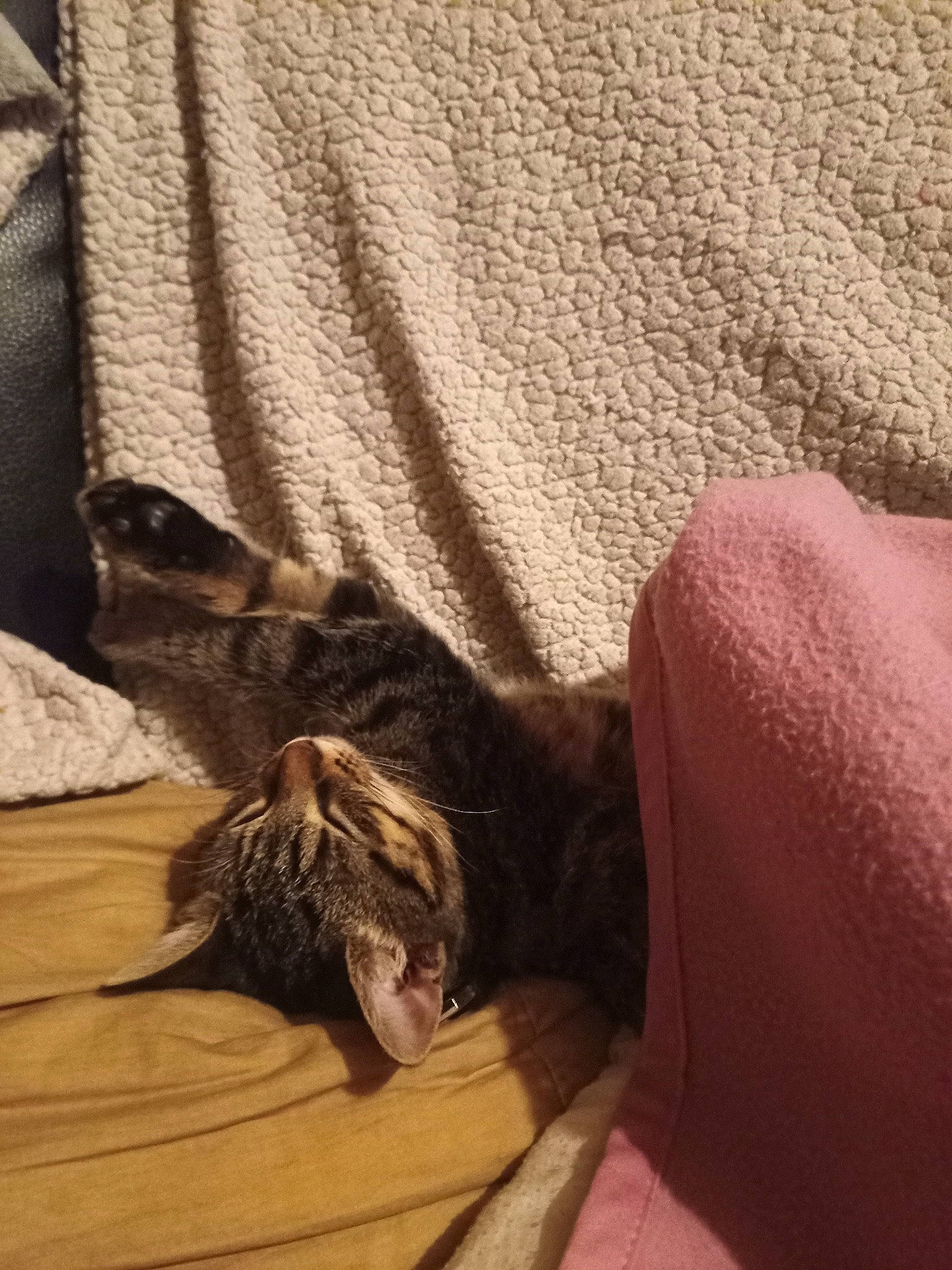 Cacahuète a rejoint le concours — aidez-le/la à gagner de superbes lots ! brown, carnivore, cat, comfort, dog_breed, domestic_short_haired_cat, fawn, felidae, flooring, fur, grey, hardwood, linens, paw, small_to_medium_sized_cats, sporting_group, tail, tints_and_shades, whiskers, wood