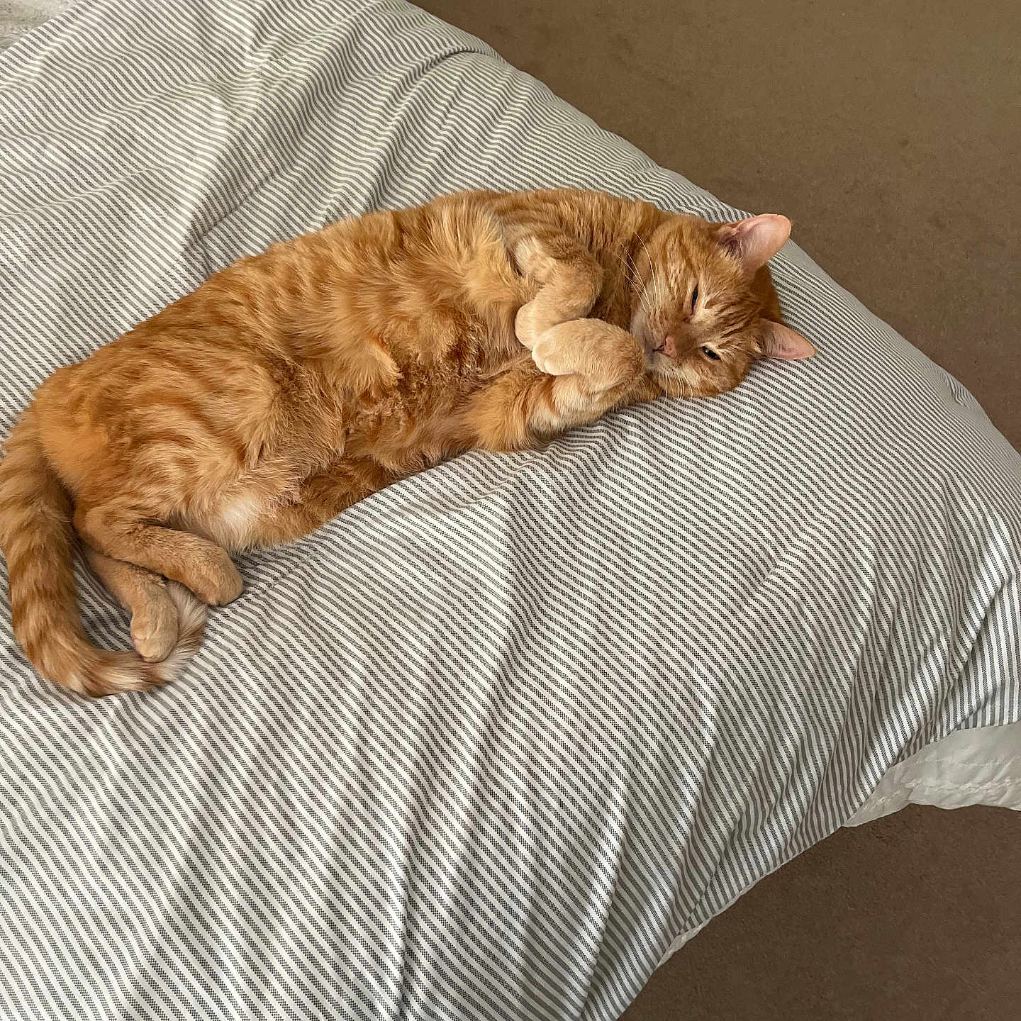 Liv is registered to the contest to win money with this photo: animal, bed, bedroom, carpet, cat, comfort, cozy, cute, domestic_cat, feline, fur, furniture, indoor, orange_tabby, paws, pet, relaxed, resting, sleepy, striped_bedspread