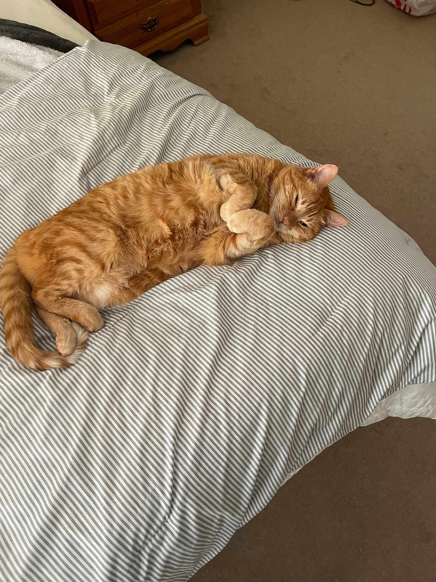 Liv is registered to the contest to win money with this photo: cat, orange_tabby, bed, striped_bedspread, sleepy, cozy, feline, indoor, pet, fur, paws, relaxed, resting, carpet, bedroom, furniture, comfort, cute, animal, domestic_cat
