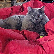 Mattis joined the competition — help win amazing prizes! cat, gray_cat, fluffy, pet, animal, indoor, red_blanket, cozy, furniture, relaxed, lying_down, fur, portrait, comfort, cute, domestic, whiskers, ears, eyes, resting