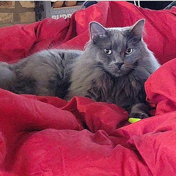 Mattis joined the competition — help win amazing prizes! cat, gray_cat, fluffy, pet, animal, indoor, red_blanket, cozy, furniture, relaxed, lying_down, fur, portrait, comfort, cute, domestic, whiskers, ears, eyes, resting