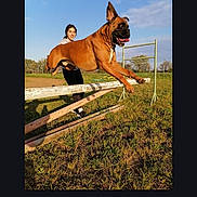 Novak a rejoint le concours — aidez-le/la à gagner de superbes lots ! dog, person, jumping, outdoor, field, grass, hurdle, sky, sunny, animal, pet, exercise, happy, active, leap, playful, canine, training, fun, nature