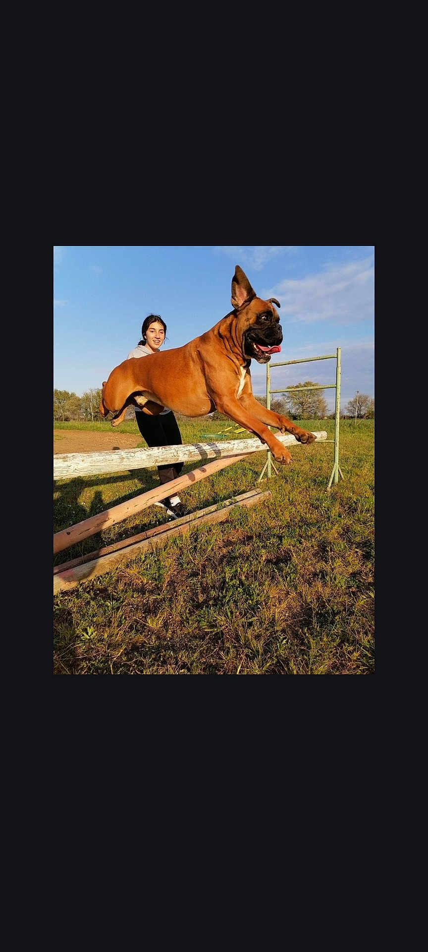 Novak a rejoint le concours — aidez-le/la à gagner de superbes lots ! dog, person, jumping, outdoor, field, grass, hurdle, sky, sunny, animal, pet, exercise, happy, active, leap, playful, canine, training, fun, nature