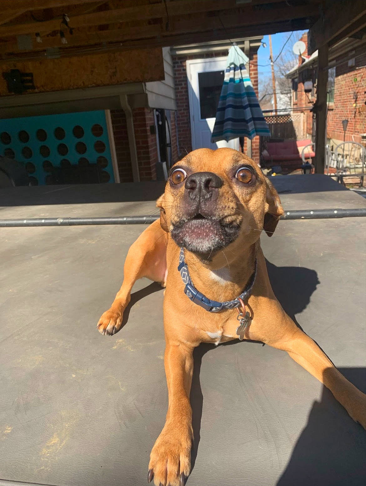 Peanut joined the competition — help win amazing prizes! building, canidae, carnivore, collar, companion_dog, dog, dog_breed, dog_collar, door, eyewear, fawn, guard_dog, leash, snout, sporting_group, toy_dog, window, working_animal, working_dog, wrinkle