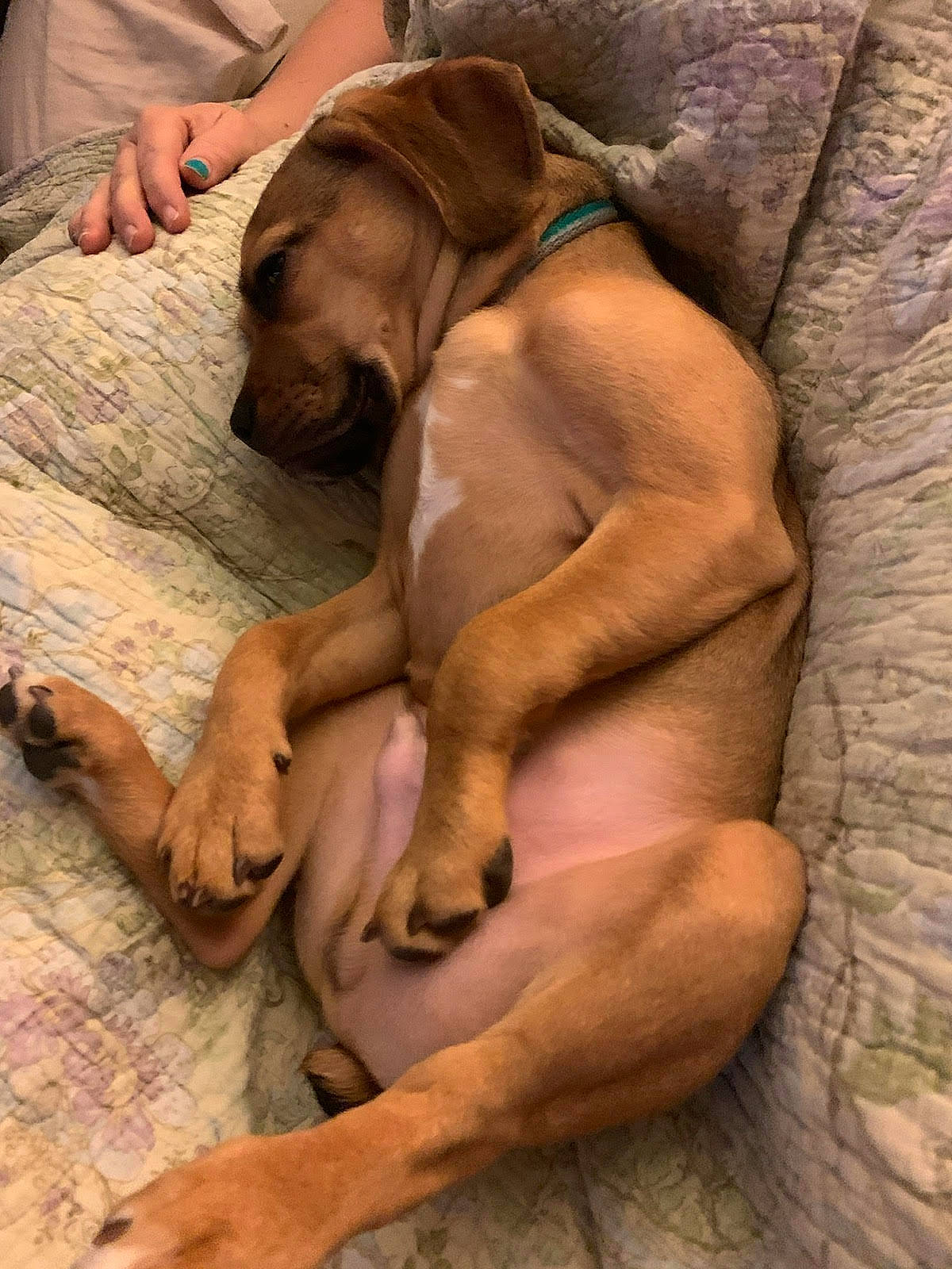 Peanut joined the competition — help win amazing prizes! barefoot, canidae, carnivore, chest, comfort, companion_dog, dog, dog_breed, fawn, foot, hardwood, human_leg, liver, paw, snout, sporting_group, thigh, working_animal, wrinkle, wrist
