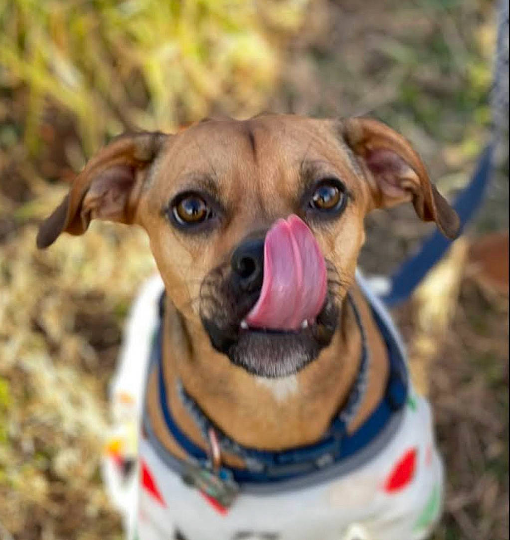 Peanut is registered to the contest to win money with this photo: canidae, carnivore, collar, companion_dog, dog, dog_breed, dog_collar, dog_supply, electric_blue, fawn, grass, pet_supply, plant, snout, sporting_group, terrestrial_animal, whiskers, working_animal, working_dog, wrinkle