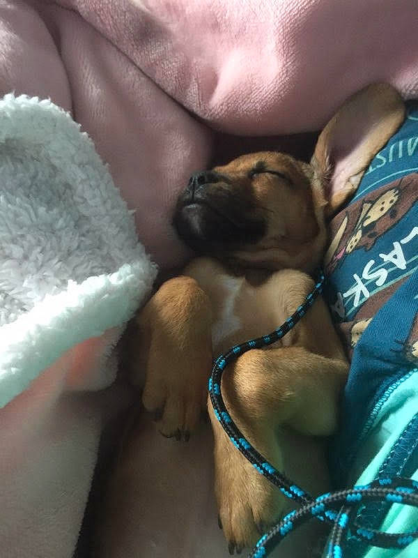 Peanut is registered to the contest to win money with this photo: abdomen, carnivore, comfort, companion_dog, dog, dog_breed, elbow, fawn, felidae, fur, human_leg, linens, nail, paw, pillow, small_to_medium_sized_cats, thigh, toy_dog, whiskers, wrist