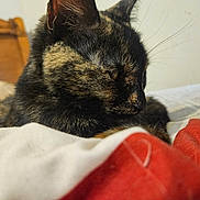 Kitty is registered to the contest to win money with this photo: cat, tortoiseshell_cat, close_up, bed, blanket, resting, feline, pet, indoor, animal, fur, whiskers, head, side_view, relaxation, comfort, domestic, sleepy, cozy, background_wall