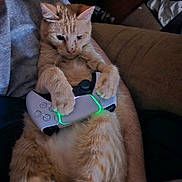 Tim joined the competition — help win amazing prizes! cat, orange_tabby, video_game_controller, gaming, indoor, pet, relaxed, couch, person_arm, technology, playstation_controller, close_up, cute, feline, animal, paw, light_glow, comfortable, funny, home