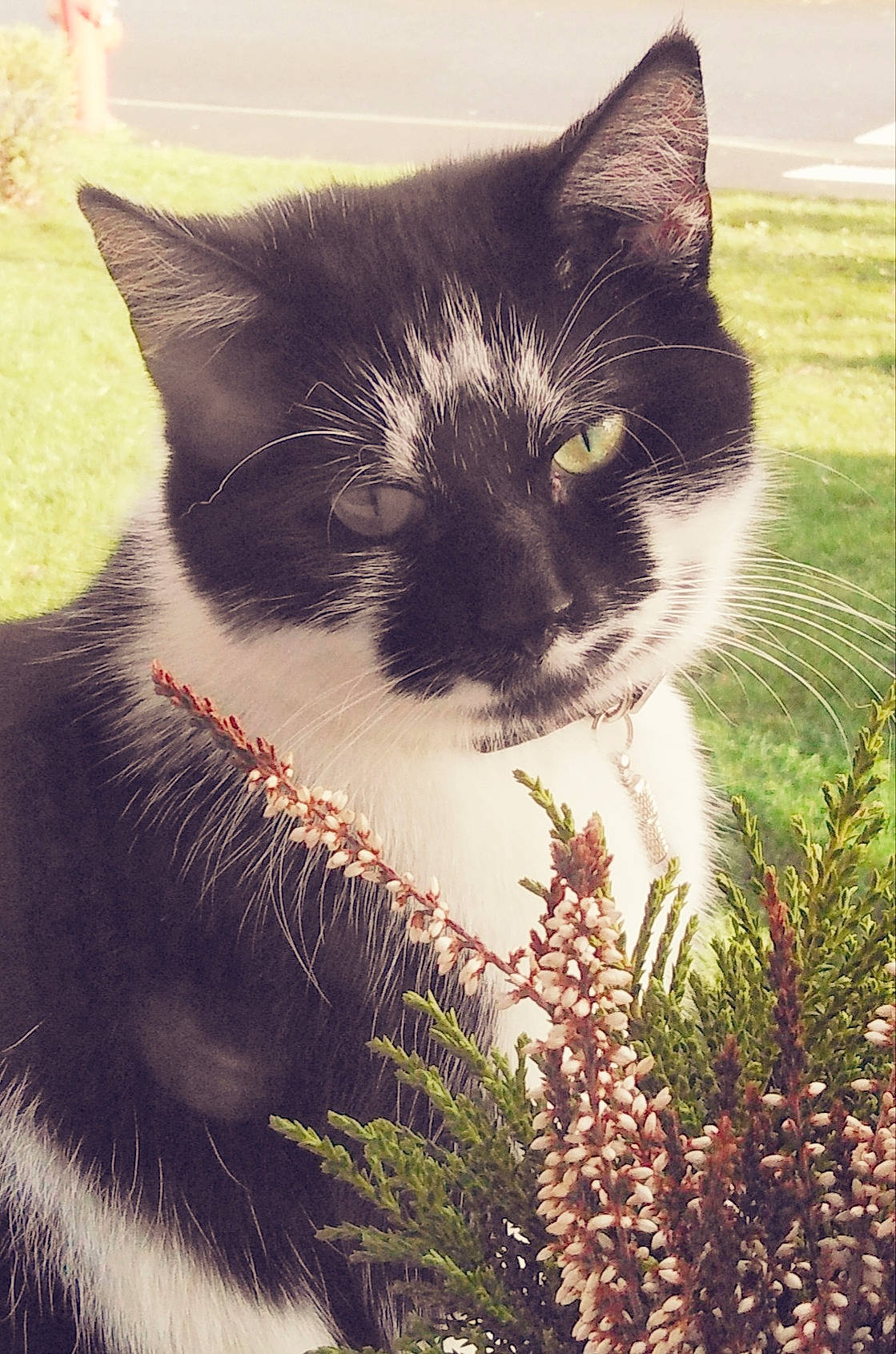 Timy a rejoint le concours — aidez-le/la à gagner de superbes lots ! carnivore, cat, conifer, domestic_short_haired_cat, felidae, fur, grass, happy, iris, landscape, morning, plant, shrub, small_to_medium_sized_cats, snout, sunlight, tail, tree, whiskers, window