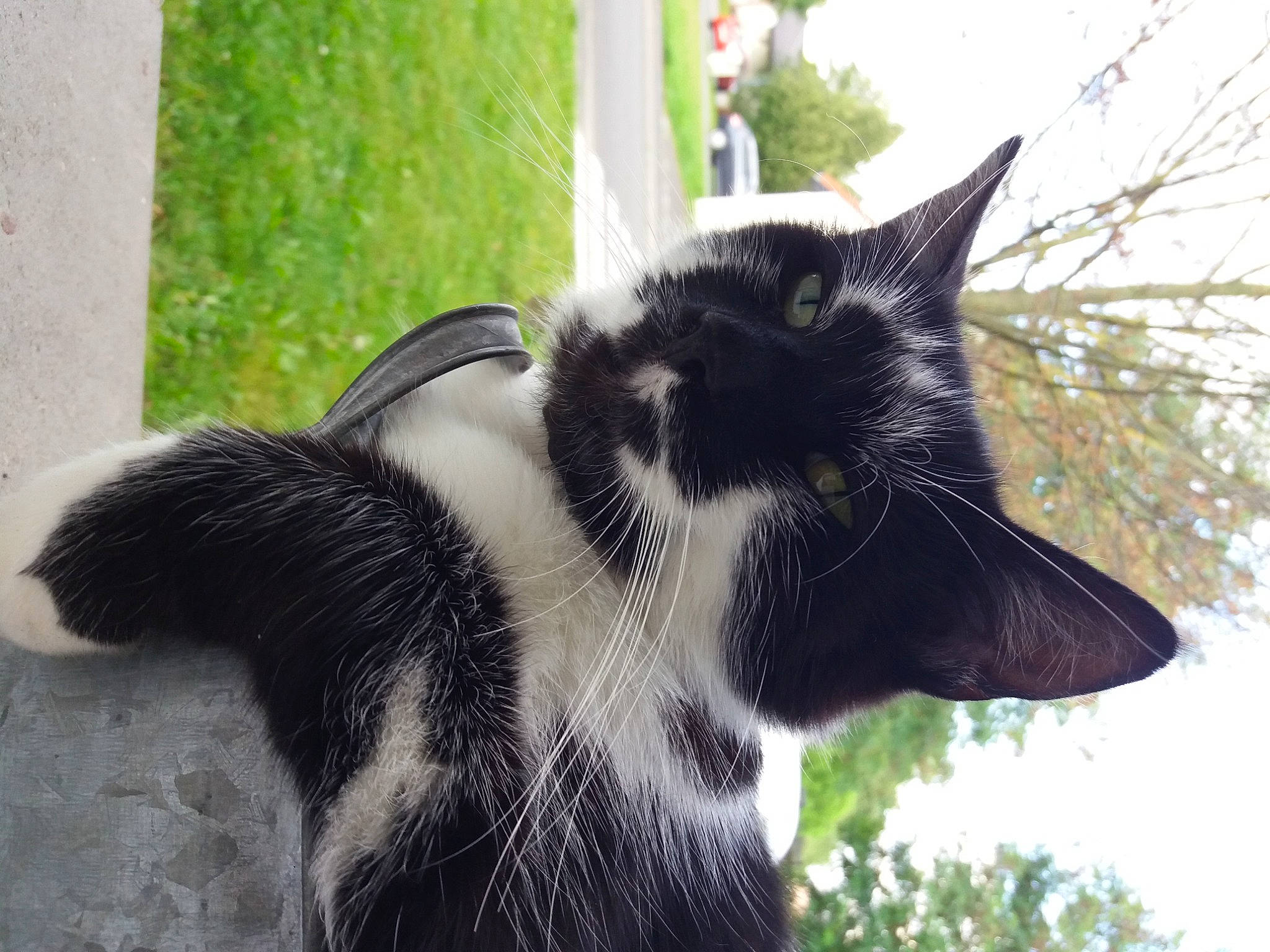 Timy a rejoint le concours — aidez-le/la à gagner de superbes lots ! carnivore, cat, claw, dog_breed, domestic_short_haired_cat, eye, felidae, foot, fur, grass, plant, sky, small_to_medium_sized_cats, snout, sporting_group, tail, terrestrial_animal, tree, whiskers, window