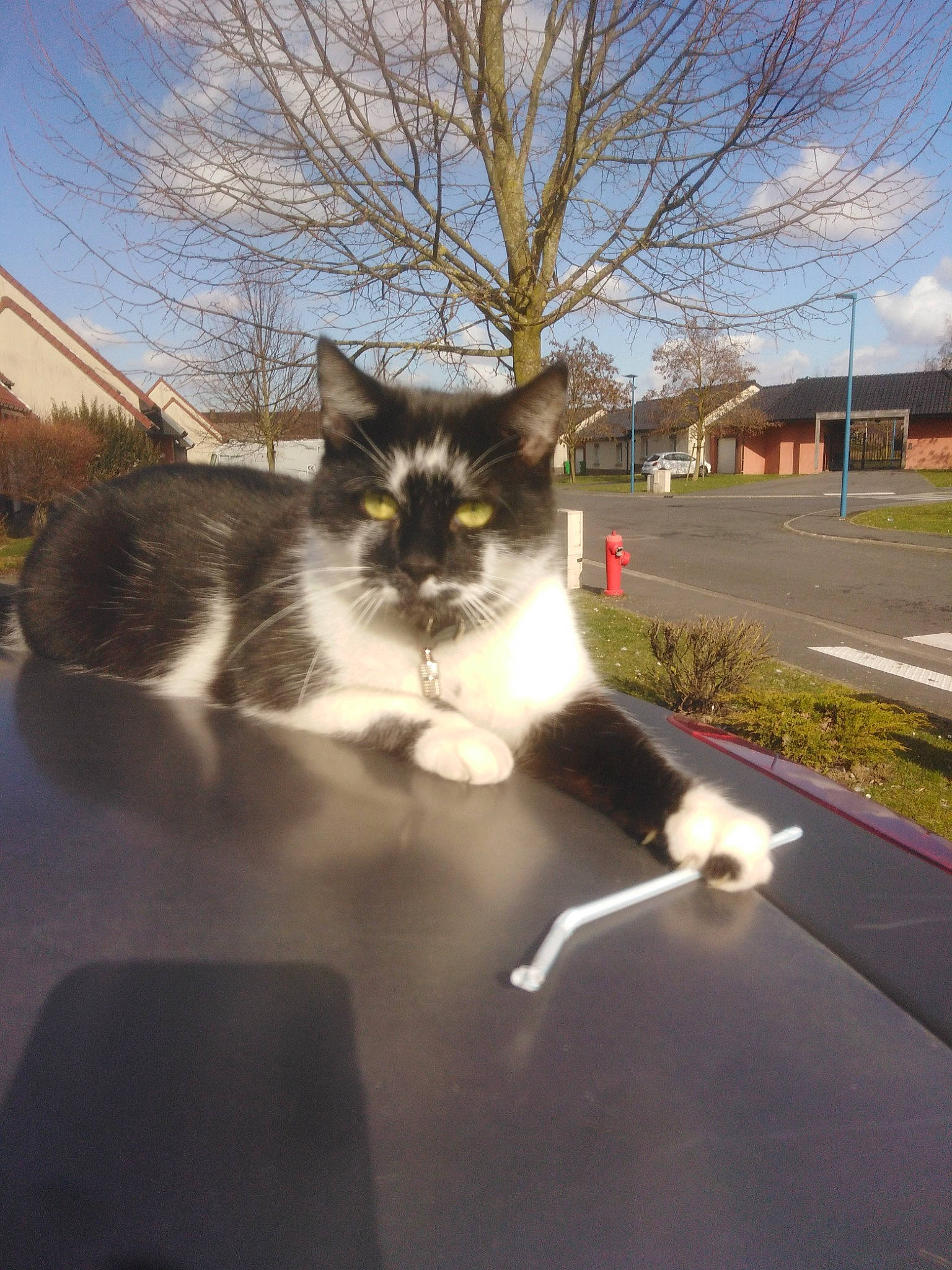 Timy participe au concours pour gagner de l'argent avec cette photo : asphalt, automotive_tire, carnivore, cat, cloud, domestic_short_haired_cat, felidae, fur, grass, grey, plant, road, road_surface, sky, small_to_medium_sized_cats, snout, tail, tints_and_shades, tree, whiskers