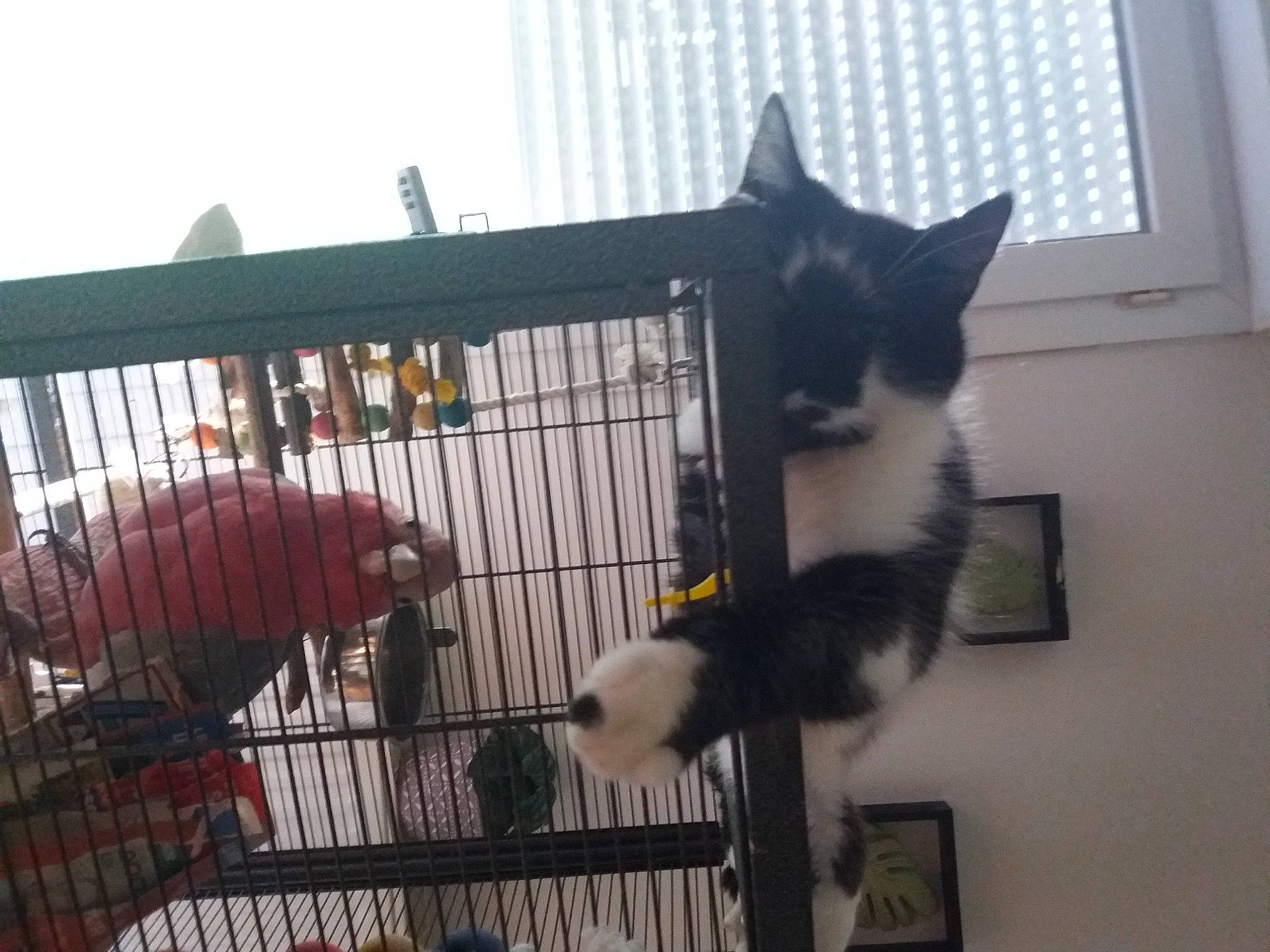 Timy a rejoint le concours — aidez-le/la à gagner de superbes lots ! animal_shelter, cage, canidae, carnivore, cat, companion_dog, domestic_short_haired_cat, felidae, fence, fur, kennel, mesh, pet_supply, picture_frame, service, small_to_medium_sized_cats, sporting_group, tail, whiskers, window