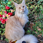 Argi a rejoint le concours — aidez-le/la à gagner de superbes lots ! cat, fluffy, cream_colored, flower, red_flower, pink_flower, greenery, garden, fence, wooden_lattice, outdoor, plant, foliage, pinwheel, colorful, pet, animal, tail, nature, sunlight