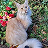 cat, fluffy, cream_colored, flower, red_flower, pink_flower, greenery, garden, fence, wooden_lattice, outdoor, plant, foliage, pinwheel, colorful, pet, animal, tail, nature, sunlight