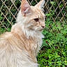 Argi a rejoint le concours — aidez-le/la à gagner de superbes lots ! amber_eyes, animal, calm, cat, close_up, cream_color, domestic, fluffy, fur, garden, grass, lattice_fence, mammal, nature, outdoor, pet, plants, side_profile, whiskers, wooden_fence