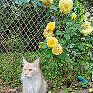 Argi a rejoint le concours — aidez-le/la à gagner de superbes lots ! animal, bloom, cat, feline, flora, flower_bush, fluffy_cat, garden, greenery, lattice_fence, leaf, nature, outdoor, peaceful, pet, plant, shrub, spring, wooden_border, yellow_roses