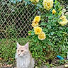 animal, bloom, cat, feline, flora, flower_bush, fluffy_cat, garden, greenery, lattice_fence, leaf, nature, outdoor, peaceful, pet, plant, shrub, spring, wooden_border, yellow_roses