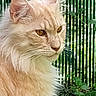 animal, calm, cat, close_up, cream_colored, domestic_cat, ears, eyes, feline, fluffy_fur, foliage, green_fence, nature, outdoor, pet, portrait, quiet, side_profile, soft_light, whiskers