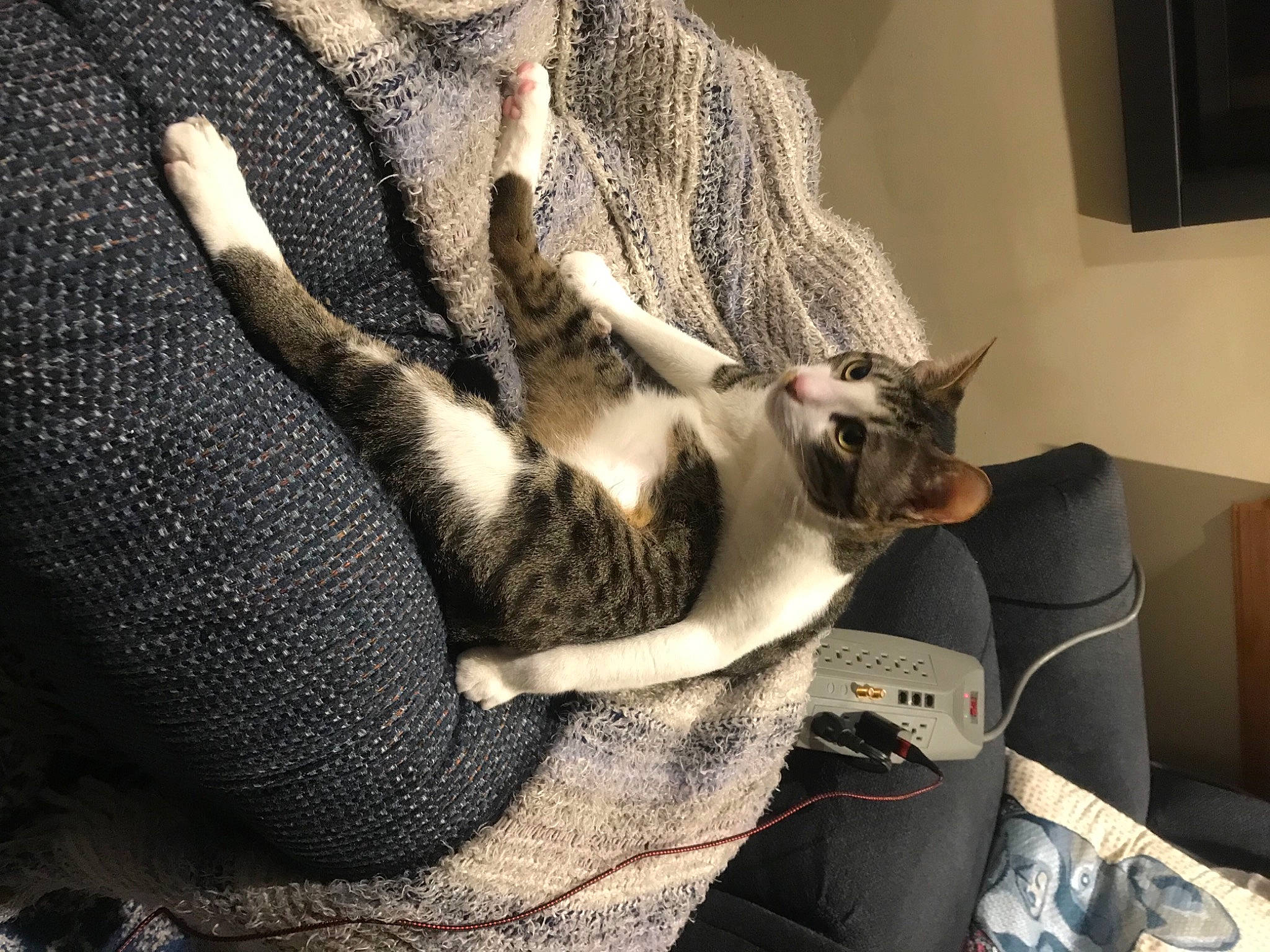 Hellawa is registered to the contest to win money with this photo: beard, canidae, carnivore, cat, claw, comfort, couch, domestic_short_haired_cat, felidae, fur, grey, linens, nap, paw, room, shipping_box, small_to_medium_sized_cats, snout, tail, whiskers