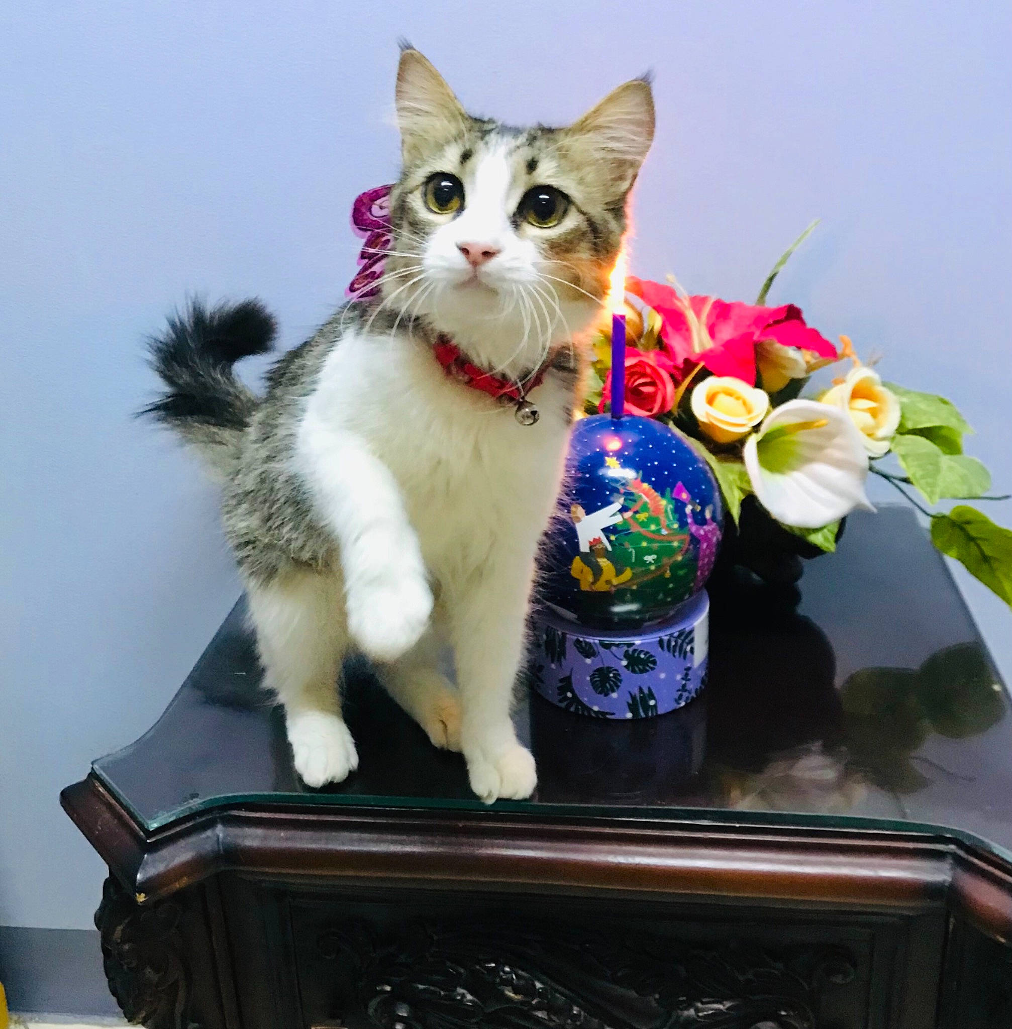 Wawa joined the competition — help win amazing prizes! artificial_flower, box, carnivore, cat, cut_flowers, domestic_short_haired_cat, felidae, flower, fur, paw, petal, plant, rose, serveware, sitting, small_to_medium_sized_cats, tableware, tail, toy, whiskers