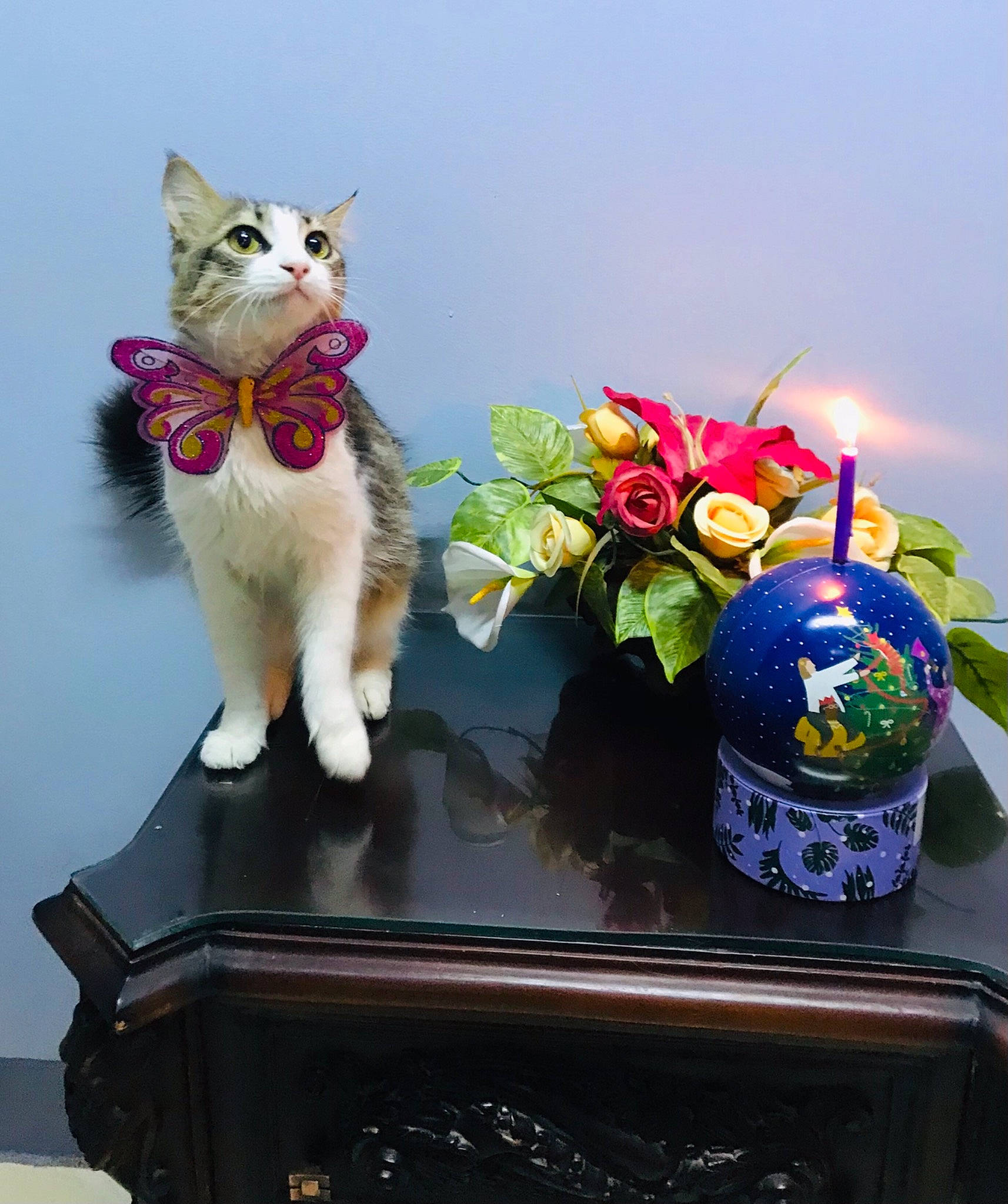 Wawa joined the competition — help win amazing prizes! candle, carnivore, cat, domestic_short_haired_cat, event, felidae, flowerpot, fur, houseplant, lawn_ornament, petal, plant, rose, sky, small_to_medium_sized_cats, table, tail, toy, tree, whiskers