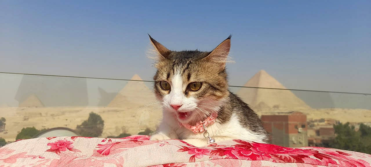 Wawa joined the competition — help win amazing prizes! carnivore, cat, claw, domestic_short_haired_cat, fang, felidae, fur, paw, sitting, sky, small_to_medium_sized_cats, snout, whiskers