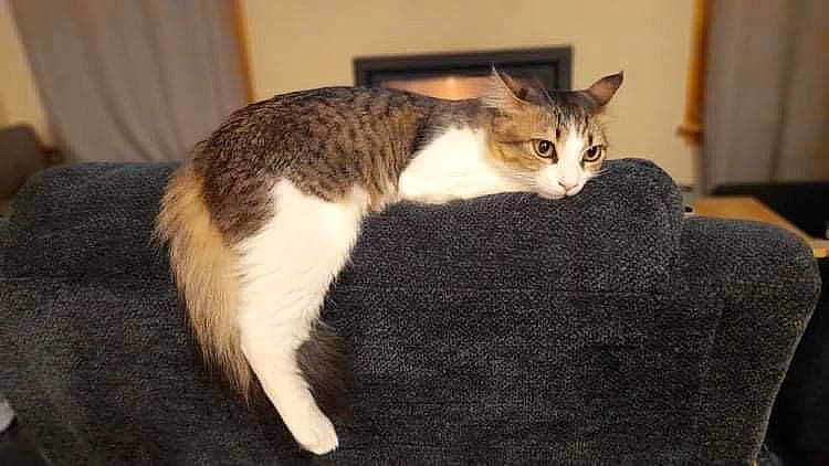 Wawa is registered to the contest to win money with this photo: carnivore, cat, comfort, domestic_short_haired_cat, felidae, fur, paw, small_to_medium_sized_cats, tail, terrestrial_animal, whiskers