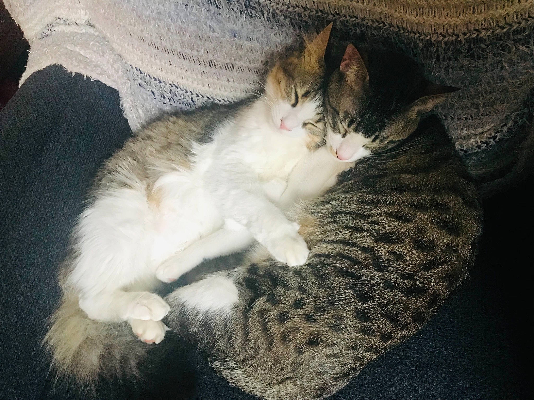 Wawa is registered to the contest to win money with this photo: carnivore, cat, claw, comfort, domestic_short_haired_cat, fawn, felidae, foot, fur, lap, nap, paw, sitting, sleep, small_to_medium_sized_cats, snout, tail, whiskers