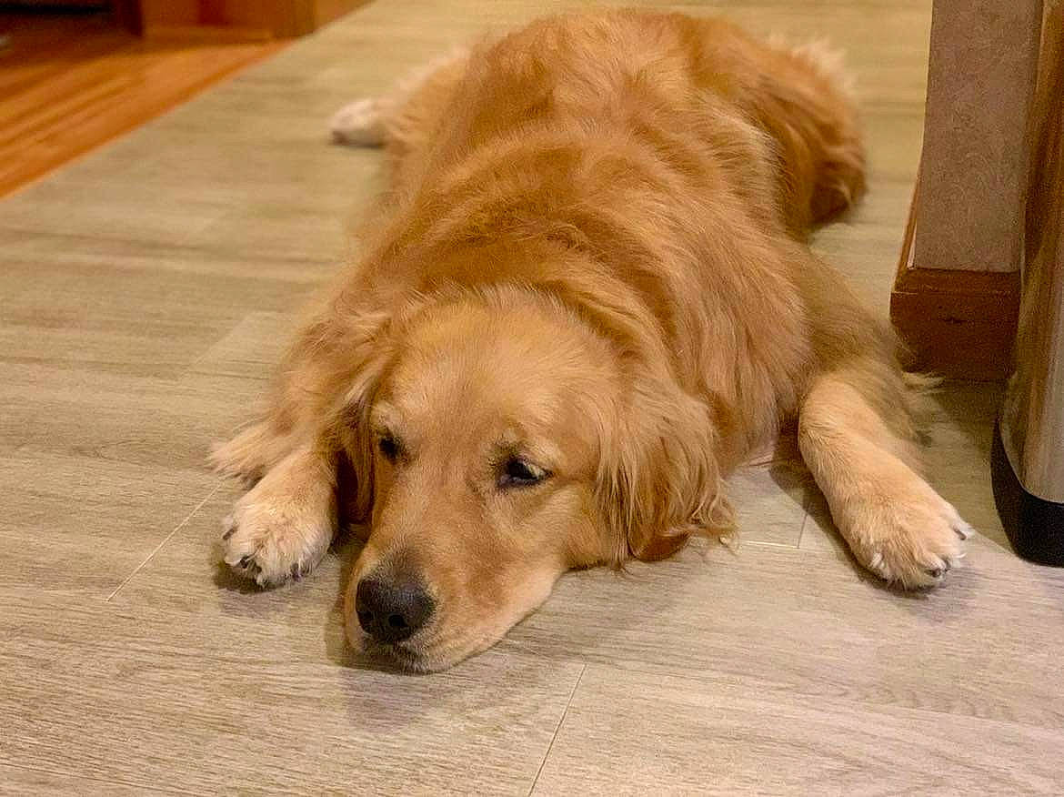 Izzy joined the competition — help win amazing prizes! canidae, carnivore, companion_dog, dog, dog_breed, fawn, floor, flooring, fur, golden_retriever, gun_dog, hardwood, liver, natural_material, paw, plank, varnish, wood, wood_stain, working_animal