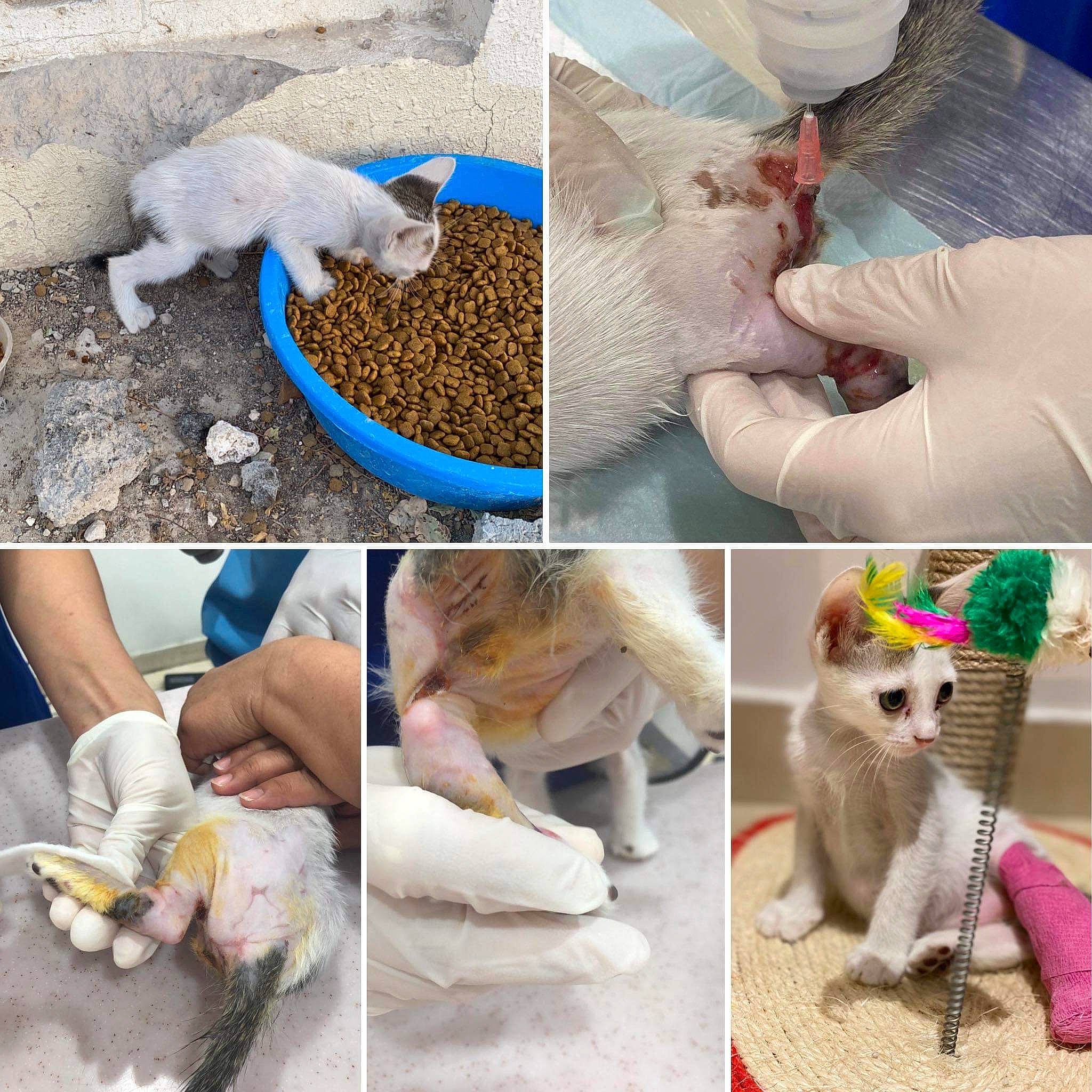 Izzy is registered to the contest to win money with this photo: art, blue, carnivore, cat, collage, companion_dog, electric_blue, felidae, fur, mammal, photo_caption, photograph, small_to_medium_sized_cats, snapshot, tail, textile, vertebrate, whiskers, white, wool