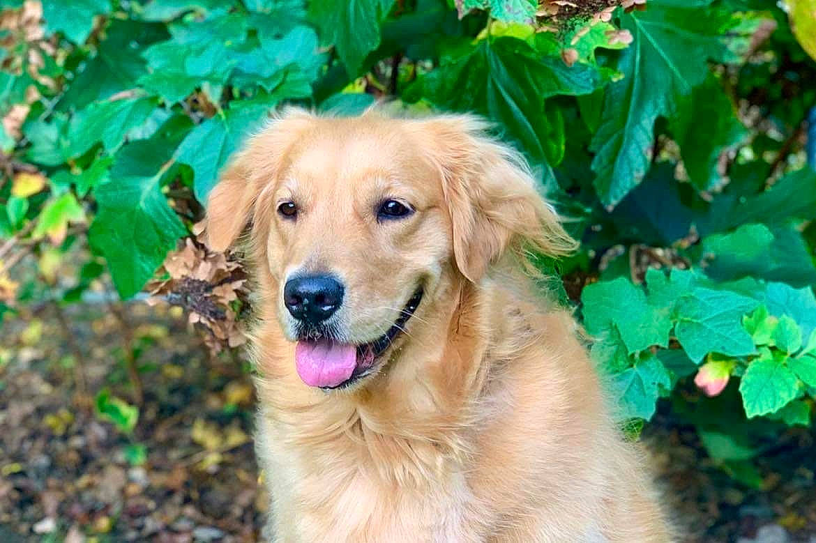 Izzy is registered to the contest to win money with this photo: annual_plant, canidae, carnivore, companion_dog, dog, dog_breed, fawn, fur, golden_retriever, grass, groundcover, gun_dog, plant, snout, sporting_group, tree, working_dog