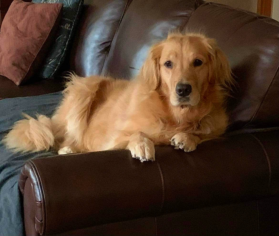 Izzy is registered to the contest to win money with this photo: ball, canidae, carnivore, chair, comfort, companion_dog, couch, dog, dog_breed, fawn, flooring, fur, furniture, gun_dog, hardwood, liver, room, snout, whiskers, working_animal