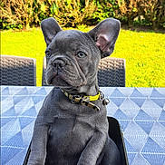 Ardwuine a rejoint le concours — aidez-le/la à gagner de superbes lots ! puppy, dog, container, outdoor, table, greenery, grass, bushes, yellow_collar, pet, animal, cute, adorable, small_dog, gray_dog, sitting, daylight, nature, closeup, funny