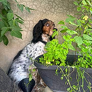 Yumi a rejoint le concours — aidez-le/la à gagner de superbes lots ! dog, plant, greenery, leaf, pot, watering_can, garden, curious, pet, fur, brown, white, black, wall, outdoor, nature, sitting, animal, collar, eyes
