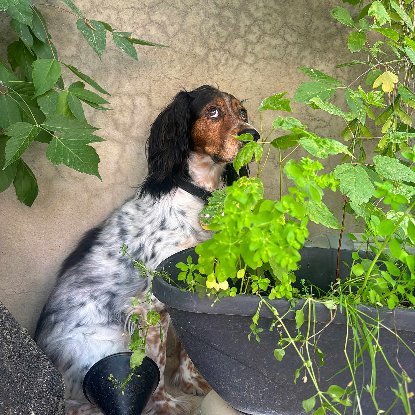 Yumi a rejoint le concours — aidez-le/la à gagner de superbes lots ! animal, black, brown, collar, curious, dog, eyes, fur, garden, greenery, leaf, nature, outdoor, pet, plant, pot, sitting, wall, watering_can, white