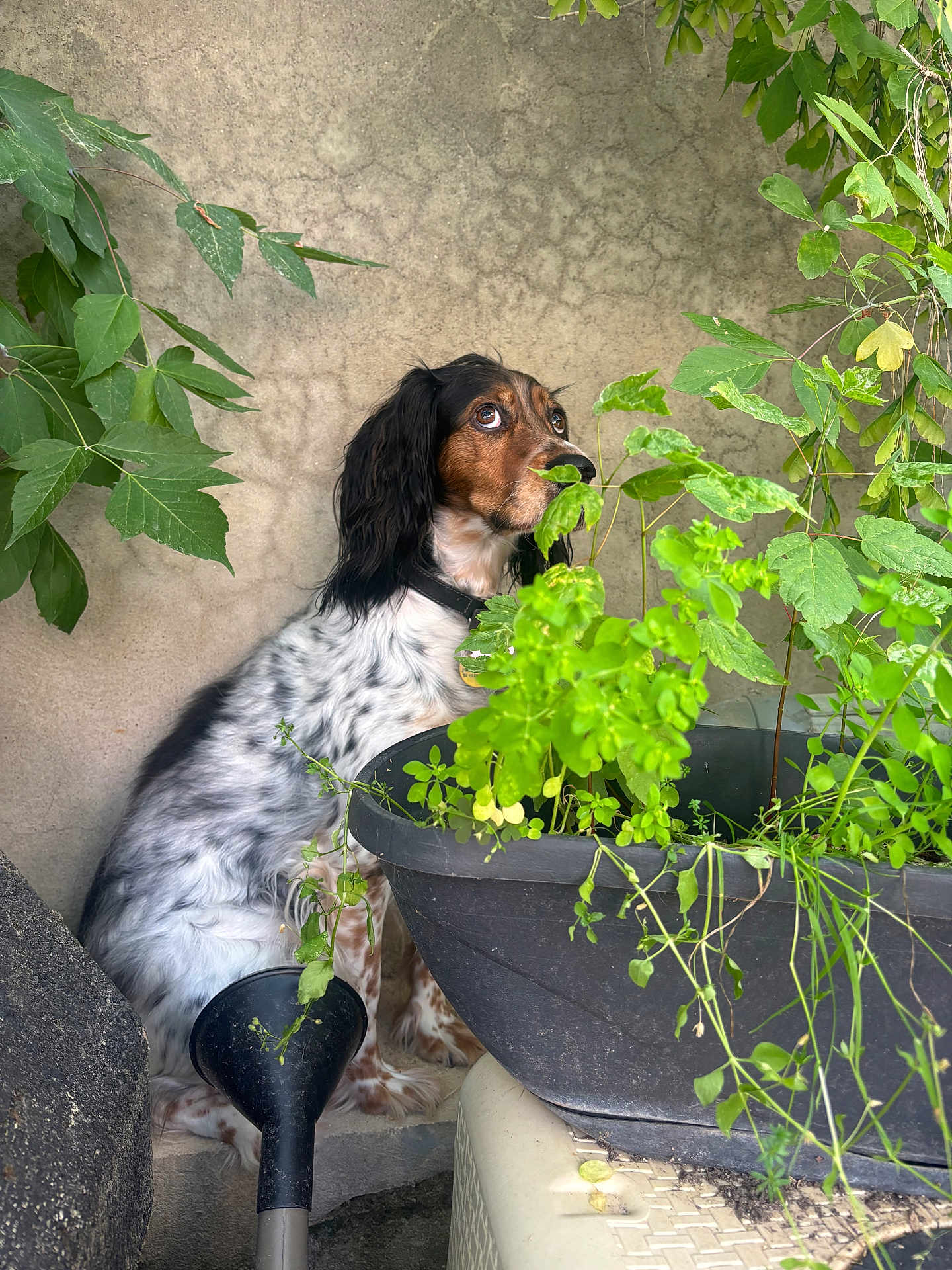 Yumi a rejoint le concours — aidez-le/la à gagner de superbes lots ! dog, plant, greenery, leaf, pot, watering_can, garden, curious, pet, fur, brown, white, black, wall, outdoor, nature, sitting, animal, collar, eyes