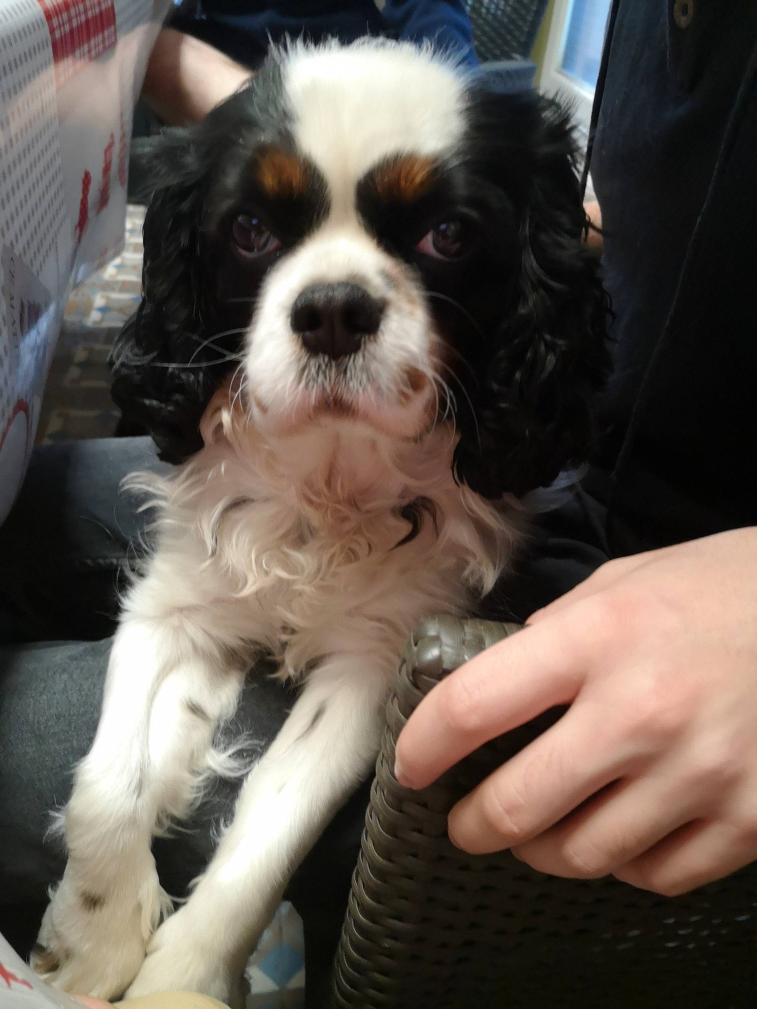 Dolly a rejoint le concours — aidez-le/la à gagner de superbes lots ! canidae, carnivore, cavalier_king_charles_spaniel, companion_dog, dog, dog_breed, fur, gun_dog, king_charles_spaniel, spaniel, sporting_group, toy_dog, working_animal