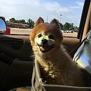 Rhett Butler joined the competition — help win amazing prizes! dog, pet, car, sunlight, happy, smiling, fluffy, window, sky, outdoor, seat, carrier, transport, animal, fur, daytime, vehicle, interior, roadside, nature
