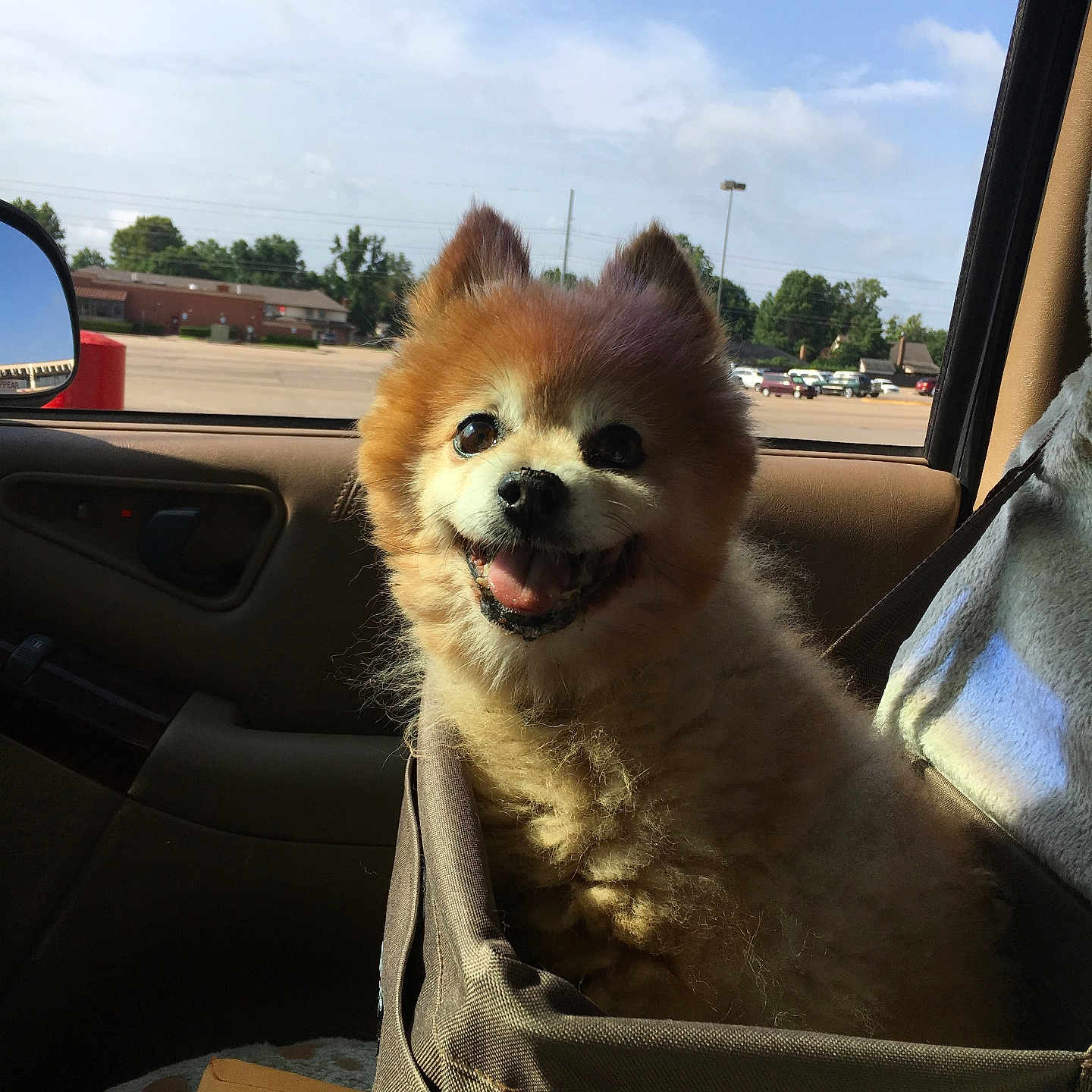 Rhett Butler joined the competition — help win amazing prizes! dog, pet, car, sunlight, happy, smiling, fluffy, window, sky, outdoor, seat, carrier, transport, animal, fur, daytime, vehicle, interior, roadside, nature