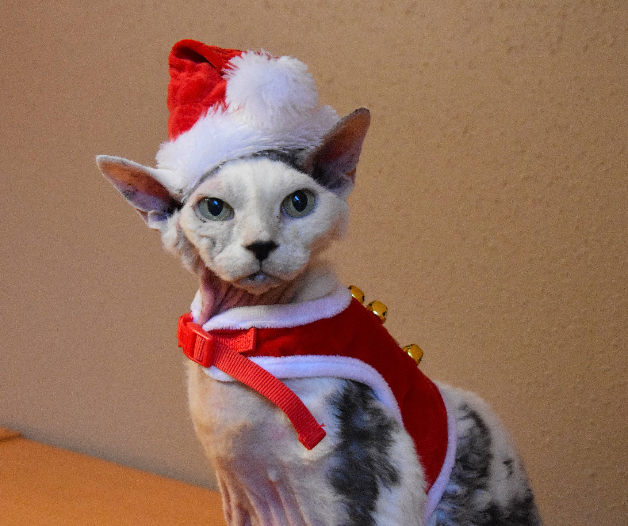 Elliot a rejoint le concours — aidez-le/la à gagner de superbes lots ! american_wirehair, asian, carnivore, cat, cornish_rex, costume, devon_rex, dog_clothes, felidae, mammal, oriental_shorthair, rex_cat, small_to_medium_sized_cats, tail, whiskers