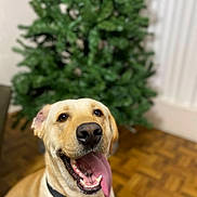 Lucky joined the competition — help win amazing prizes! dog, labrador, yellow_lab, tongue_out, happy, indoor, pet, canine, animal, collar, floor, wooden_floor, plant, green_plant, blurred_background, portrait, close_up, smiling, friendly, domestic