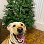 dog, labrador, yellow_lab, tongue_out, happy, indoor, pet, canine, animal, collar, floor, wooden_floor, plant, green_plant, blurred_background, portrait, close_up, smiling, friendly, domestic