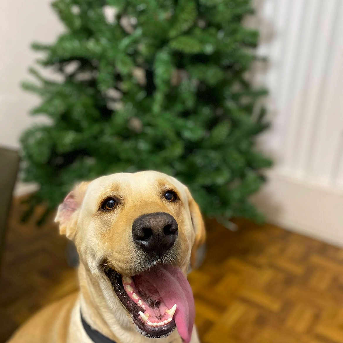 Lucky joined the competition — help win amazing prizes! animal, blurred_background, canine, close_up, collar, dog, domestic, floor, friendly, green_plant, happy, indoor, labrador, pet, plant, portrait, smiling, tongue_out, wooden_floor, yellow_lab