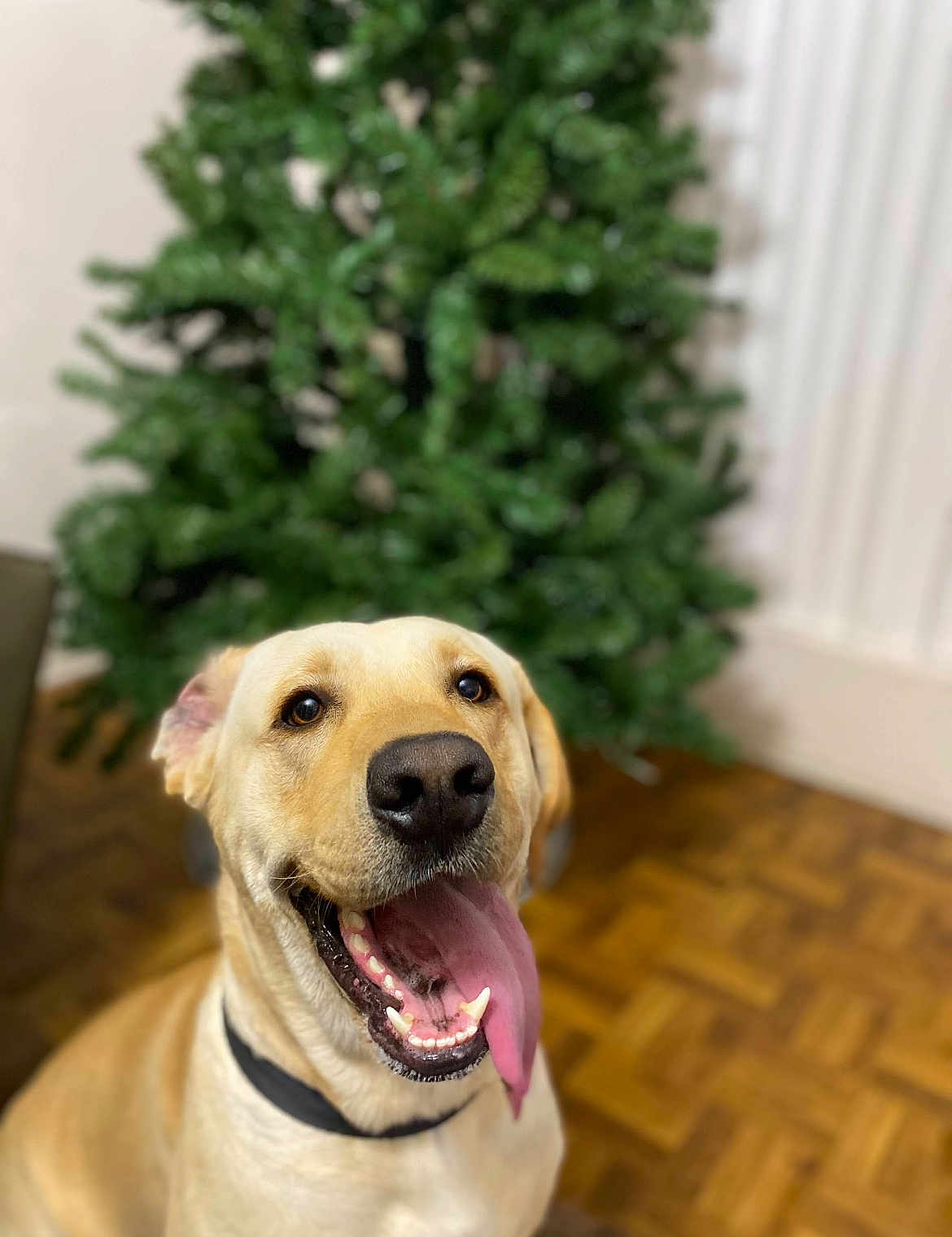 Lucky joined the competition — help win amazing prizes! dog, labrador, yellow_lab, tongue_out, happy, indoor, pet, canine, animal, collar, floor, wooden_floor, plant, green_plant, blurred_background, portrait, close_up, smiling, friendly, domestic
