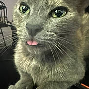 Luna is registered to the contest to win money with this photo: adorable, animal_face, cat, close_up, cute, domestic_animal, feline, funny_expression, fur, gray_cat, green_eyes, indoor, looking_at_camera, mammal, paws, pet, playful, resting, tongue_out, whiskers